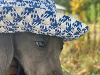 Weimaraner dogs Maggie's F1 - Ad 1