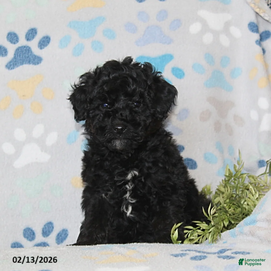 Toy Poodle dogs for sale: Tyler - Ad 2