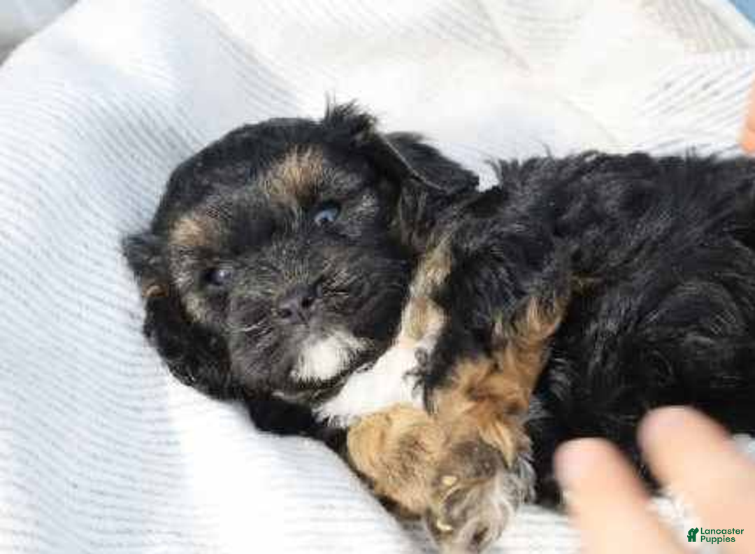 Cavapoo dogs for sale: River - Ad 5