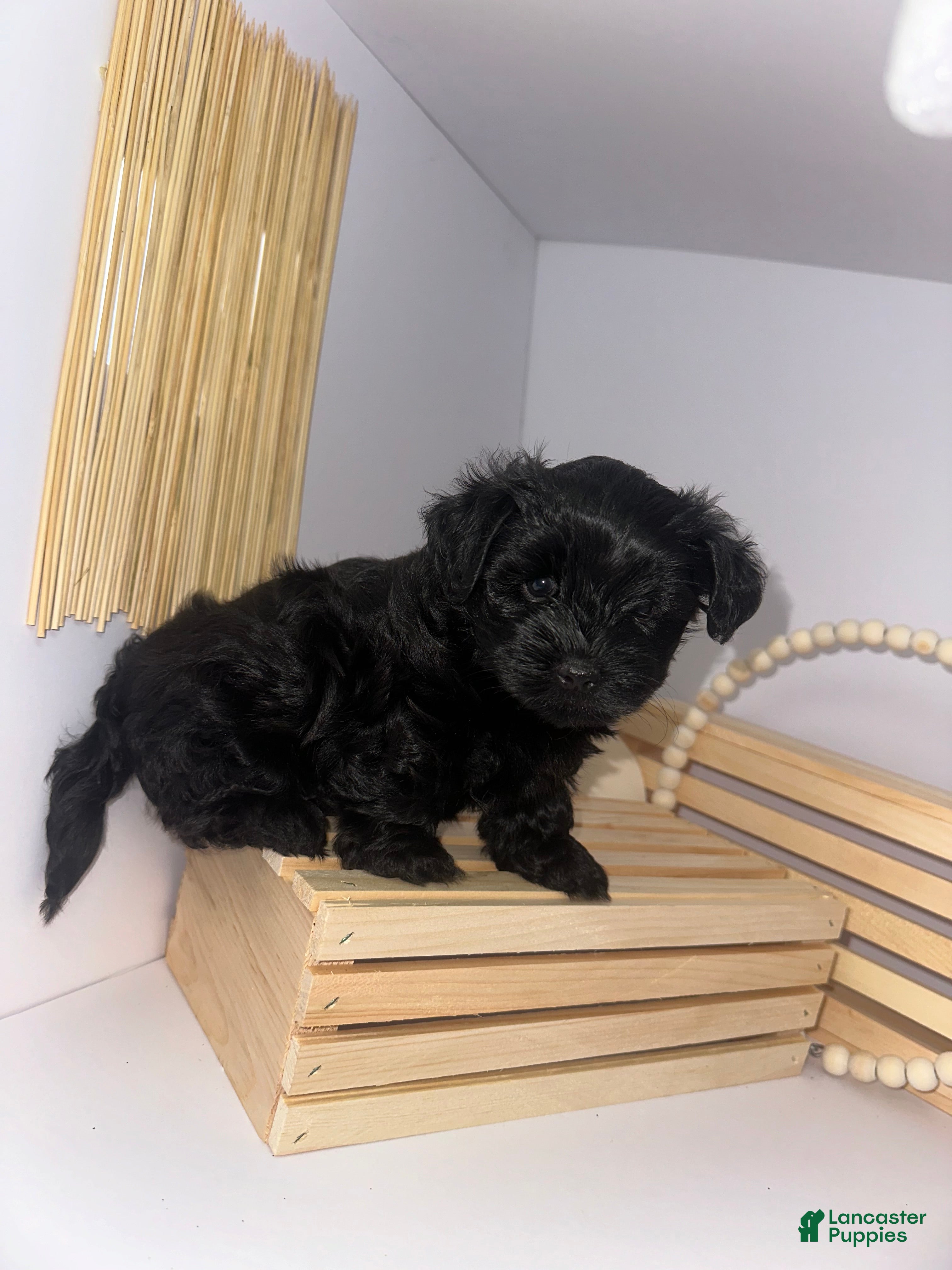 Mixed Breed dogs King - Ad 1