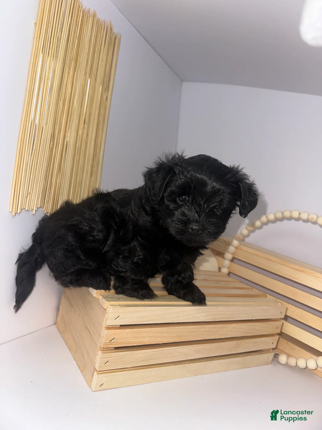 Mixed Breed dogs for sale: King - Ad 1