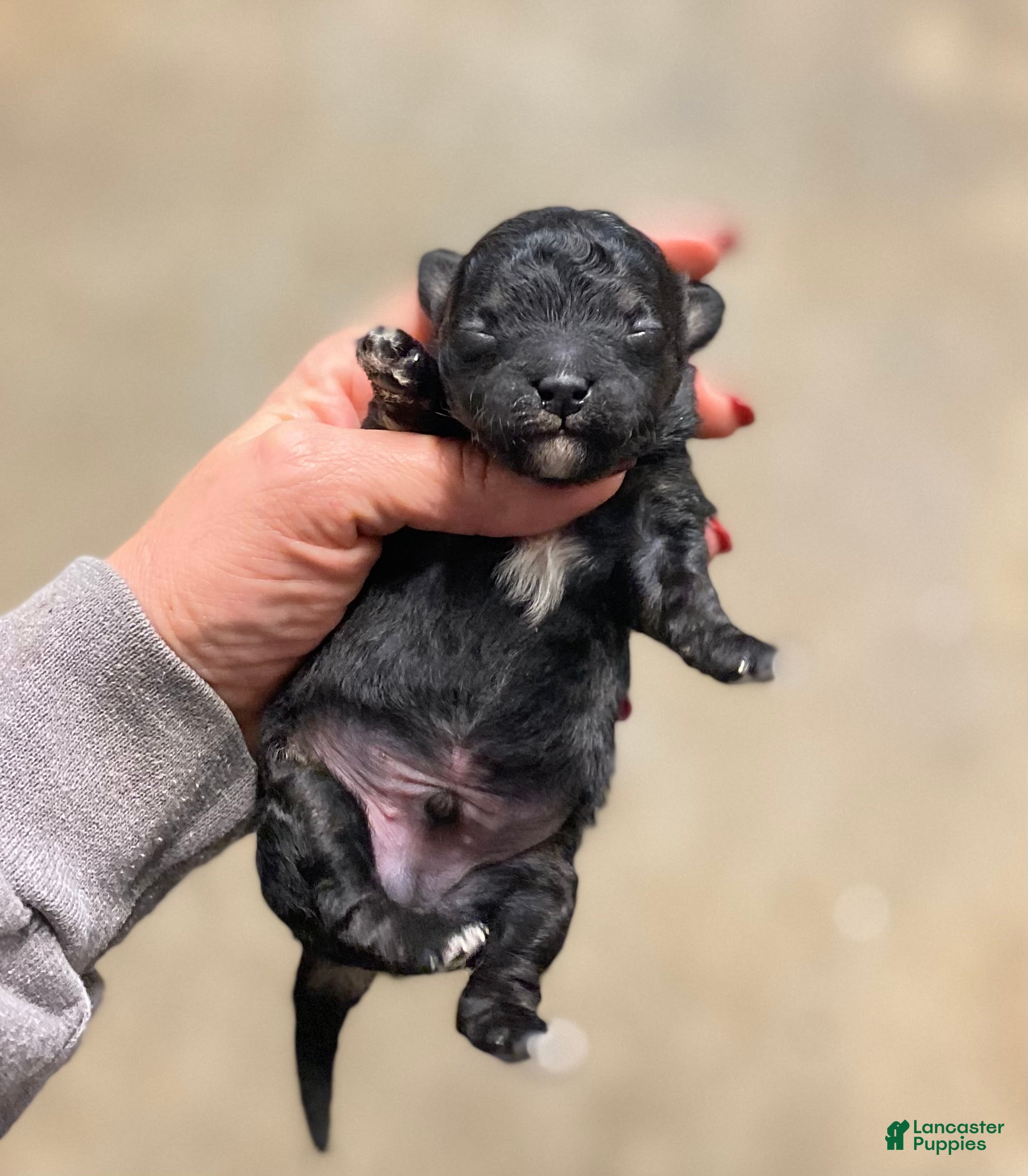 Mixed Breed dogs Mixed Breed Puppy 1 - Ad 21