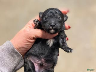 Mixed Breed dogs Mixed Breed Puppy 1 - Ad 30