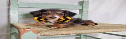 Miniature Dachshund dogs for sale: Kody - Ad 1