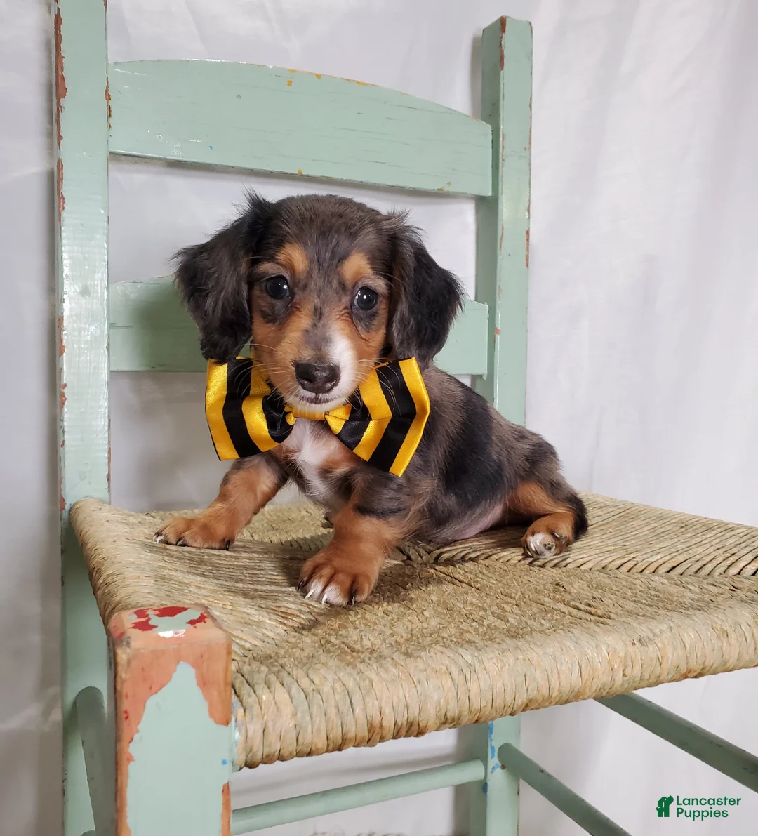 Miniature Dachshund dogs for sale: Kody - Ad 1