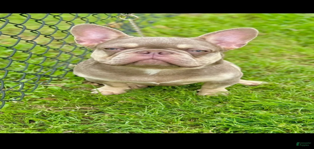 Gallery Image {{count}}