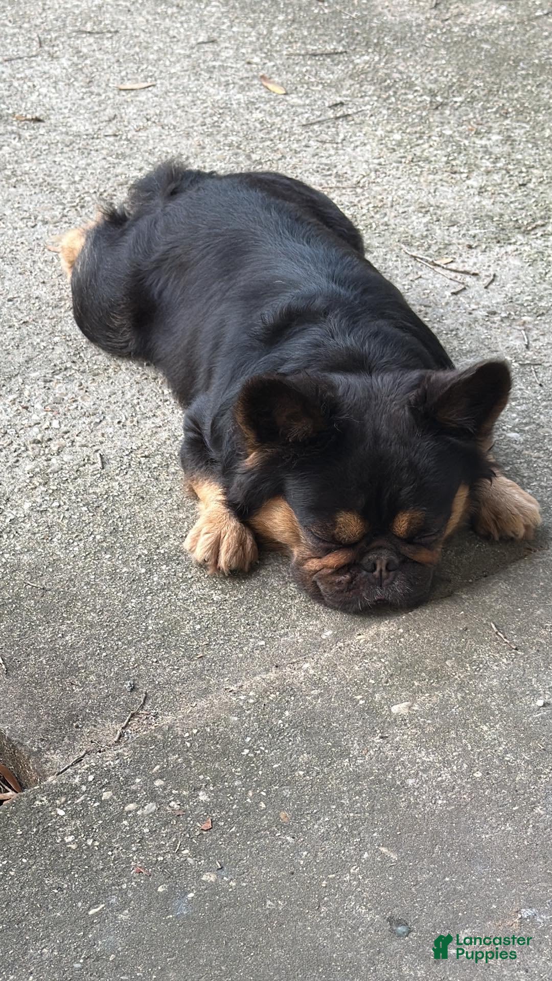 French Bulldog dogs for sale: Pepper - Ad 6