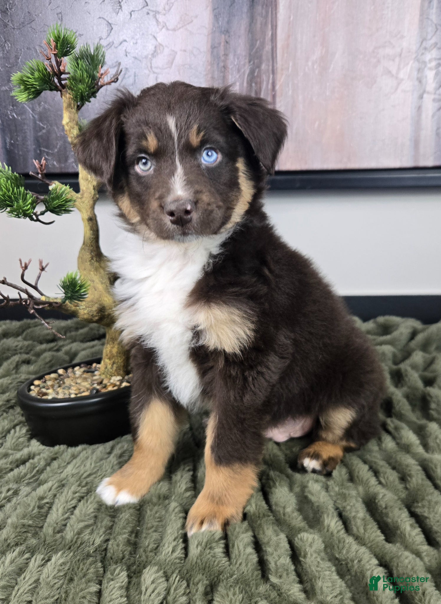 Miniature Australian Shepherd dogs Scooter  - Ad 2