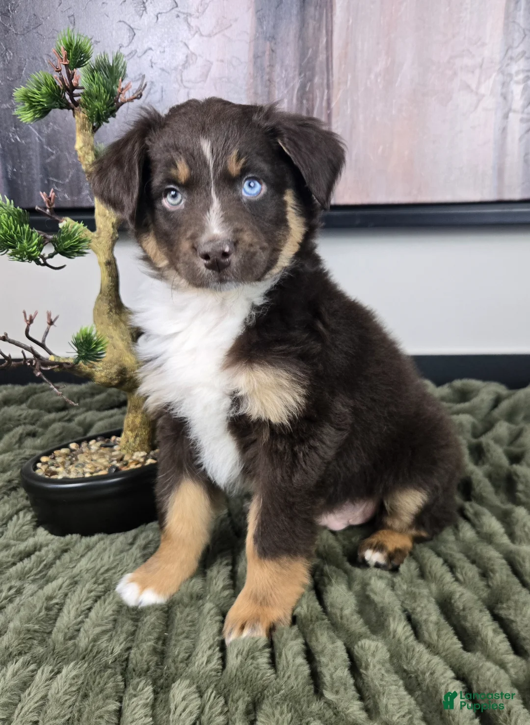 Miniature Australian Shepherd dogs for sale: Scooter  - Ad 2
