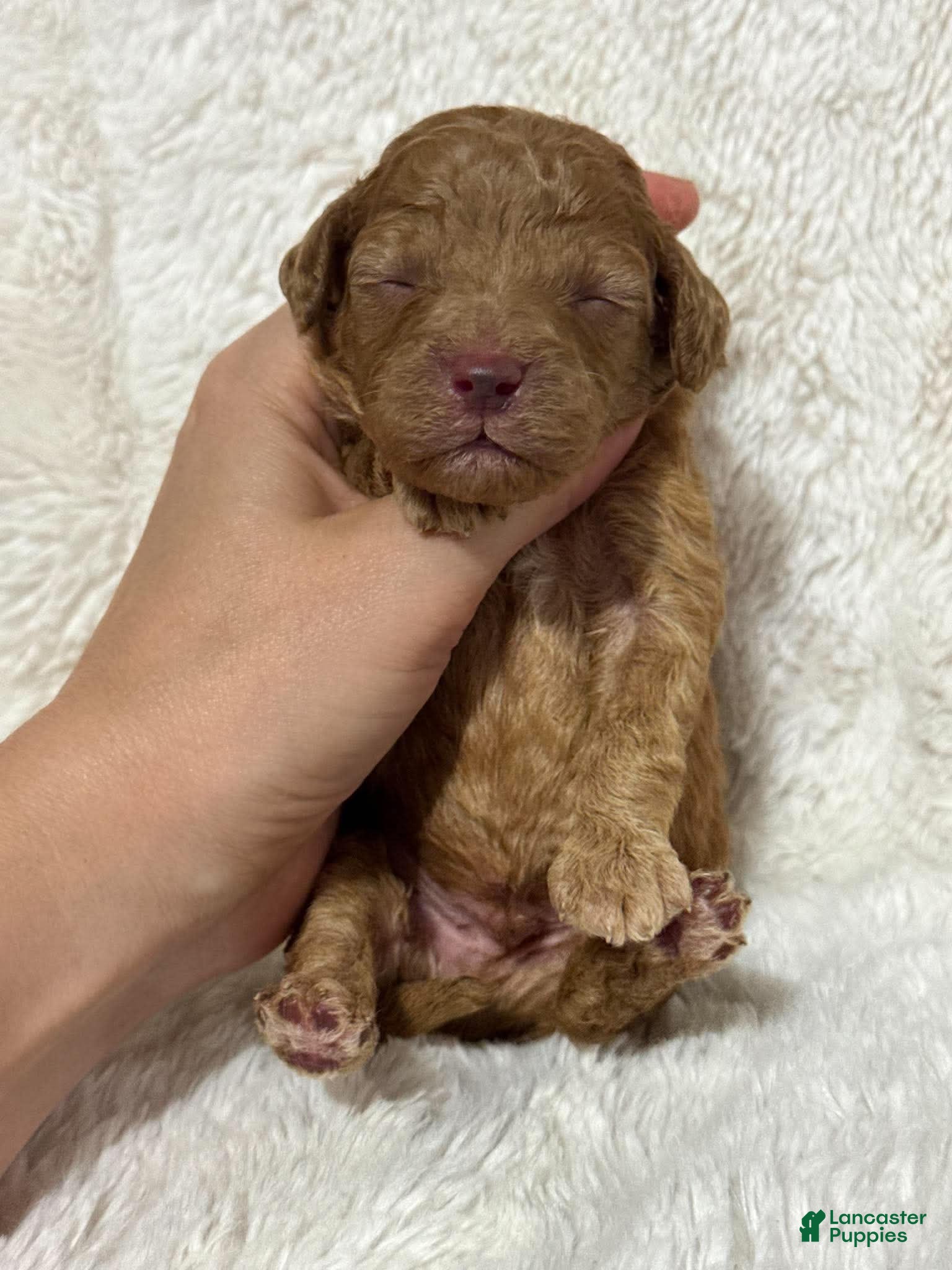 Cavapoo dogs for sale: Ralphie - Ad 3