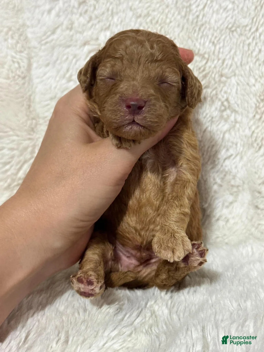 Cavapoo dogs for sale: Ralphie - Ad 1