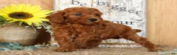 Miniature Poodle dogs for sale: Nina - Ad 5