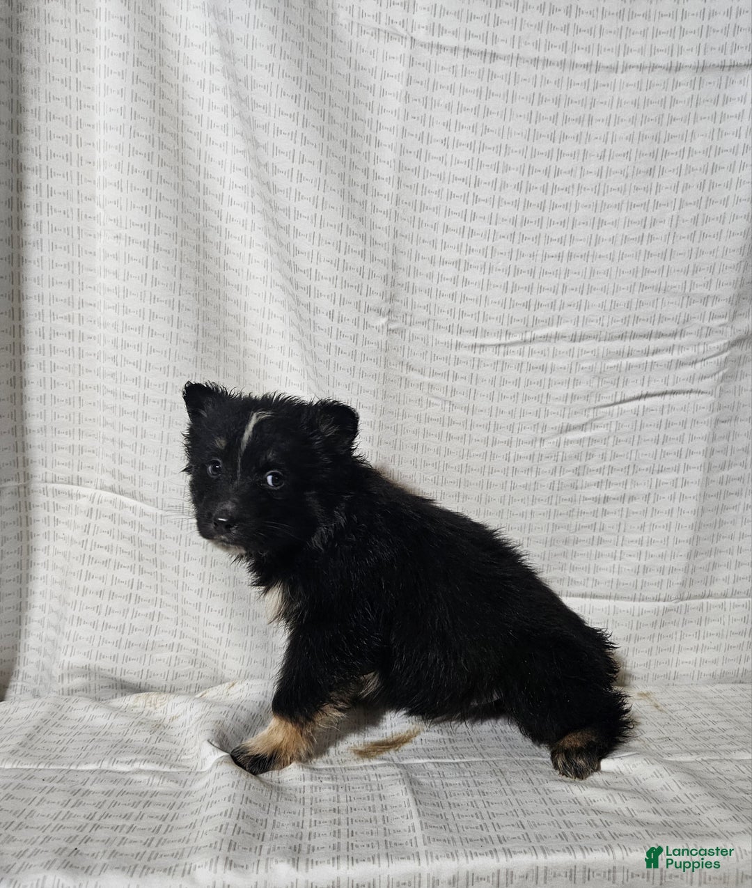 Mixed Breed dogs for sale: Carly - Ad 2