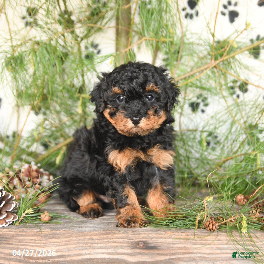 Toy Poodle dogs Tucker - Ad 2