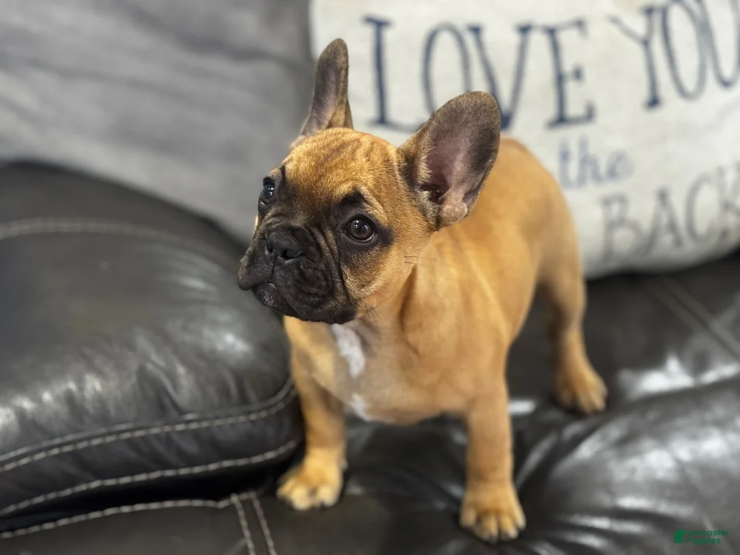 French Bulldog dogs for sale: Frank - Ad 2
