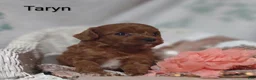 Cavapoo dogs for sale: Cavapoo 3 Taryn  - Ad 3