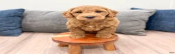 Mini Goldendoodle dogs for sale: Jack - Ad 4