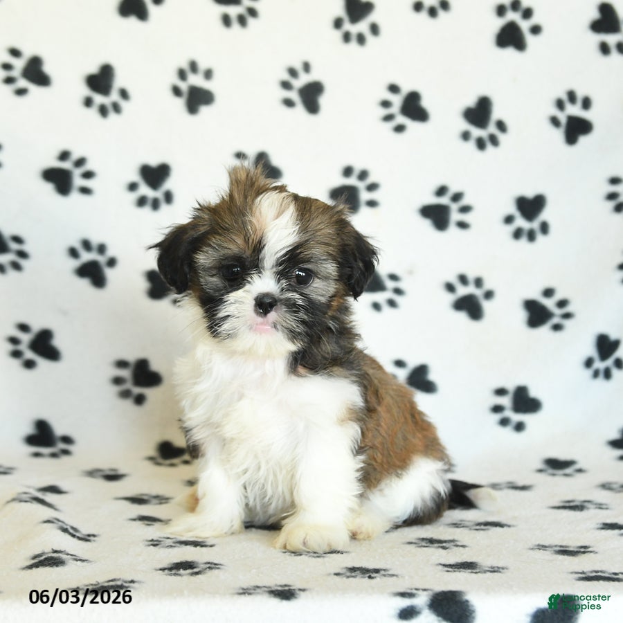 Shih Tzu dogs for sale: Tootsie - Ad 4