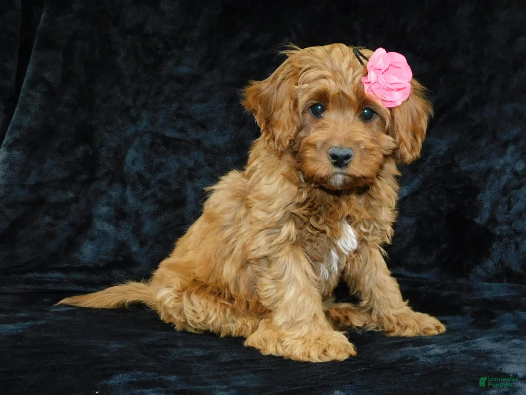 Cavapoo dogs for sale: Princess - Ad 3