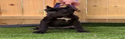 Cane Corso dogs for sale: Ophelia  - Ad 3