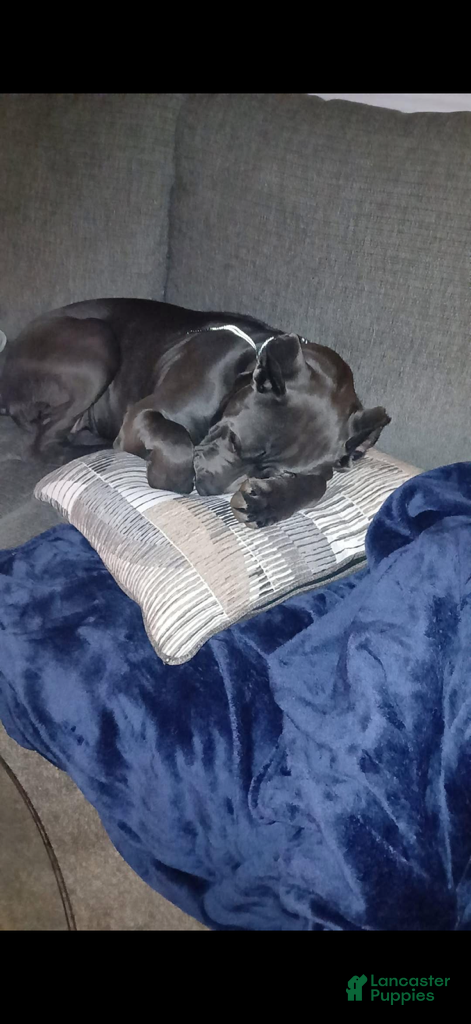 Cane Corso dogs Lainey - Ad 1