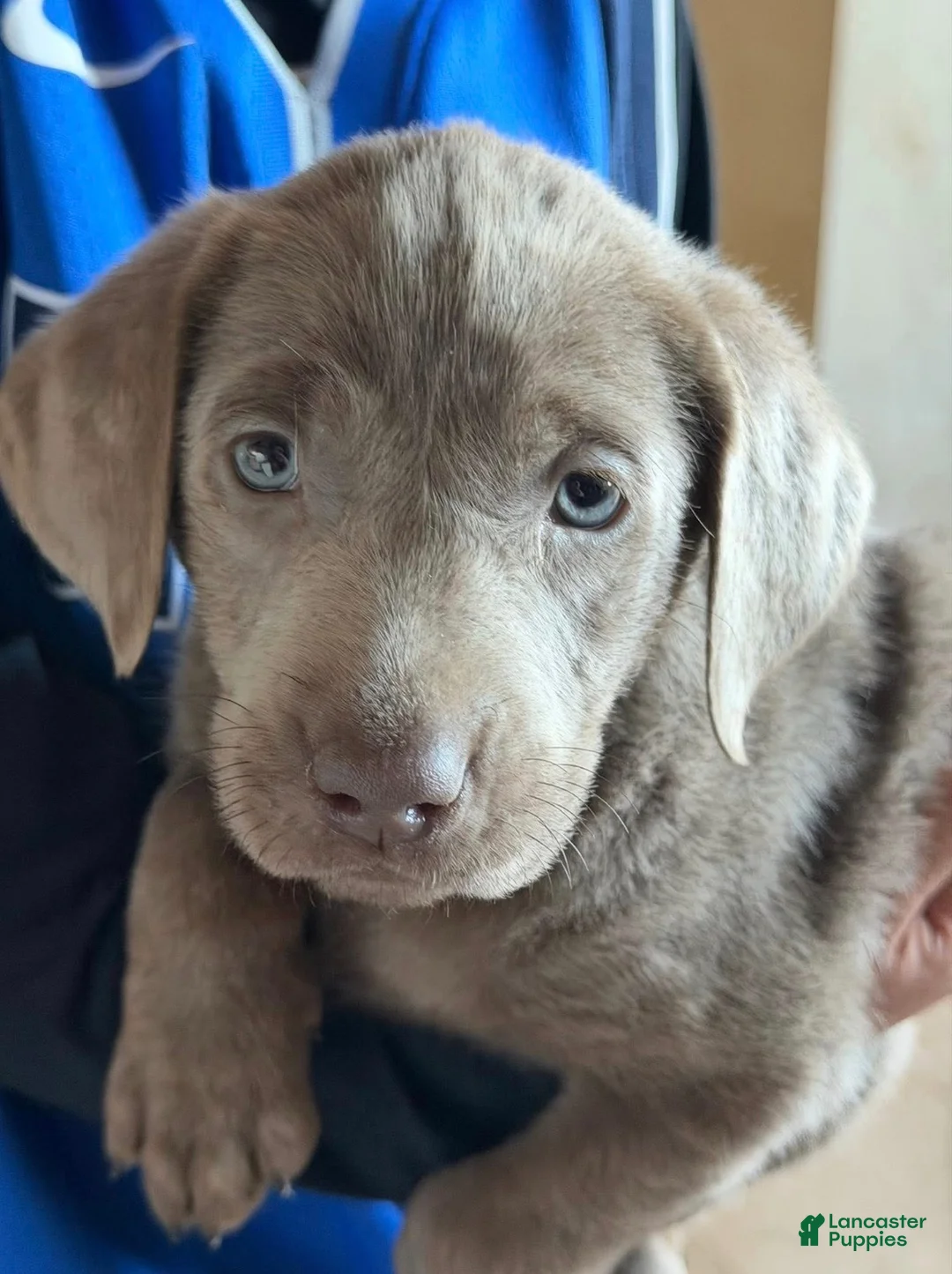 Labrador Retriever dogs for sale: Charlie - Ad 2