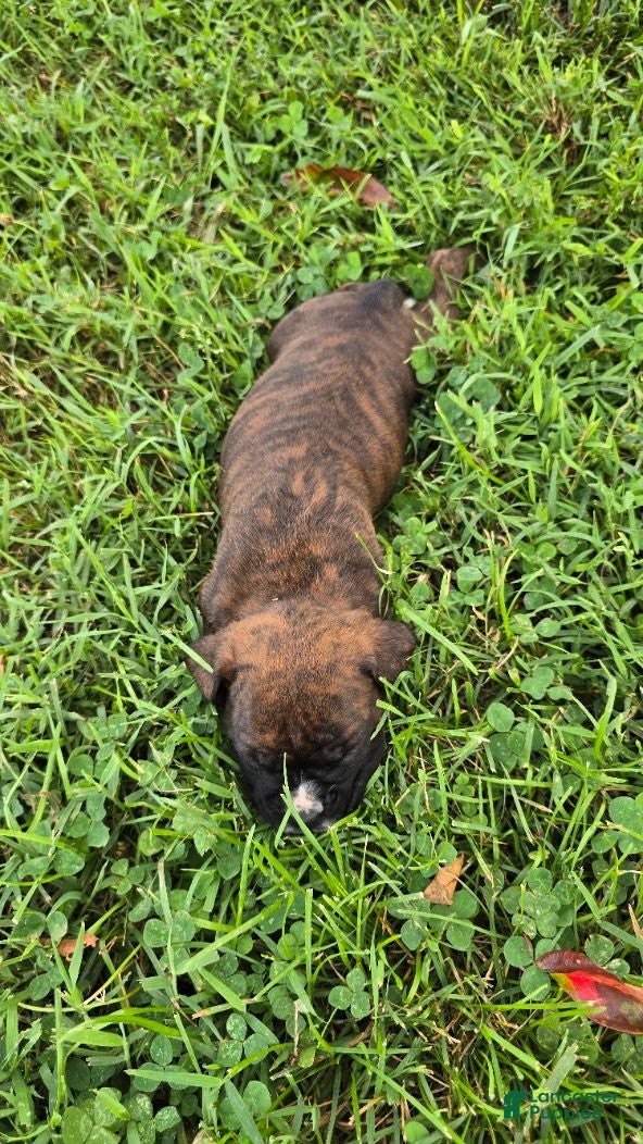 Boxer dogs Brownie - Ad 2
