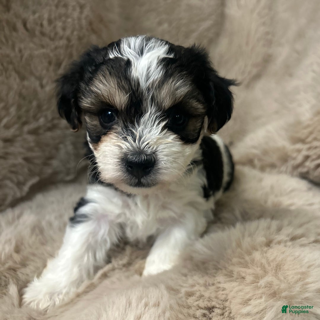 Morkie dogs for sale: Rafael  - Ad 1