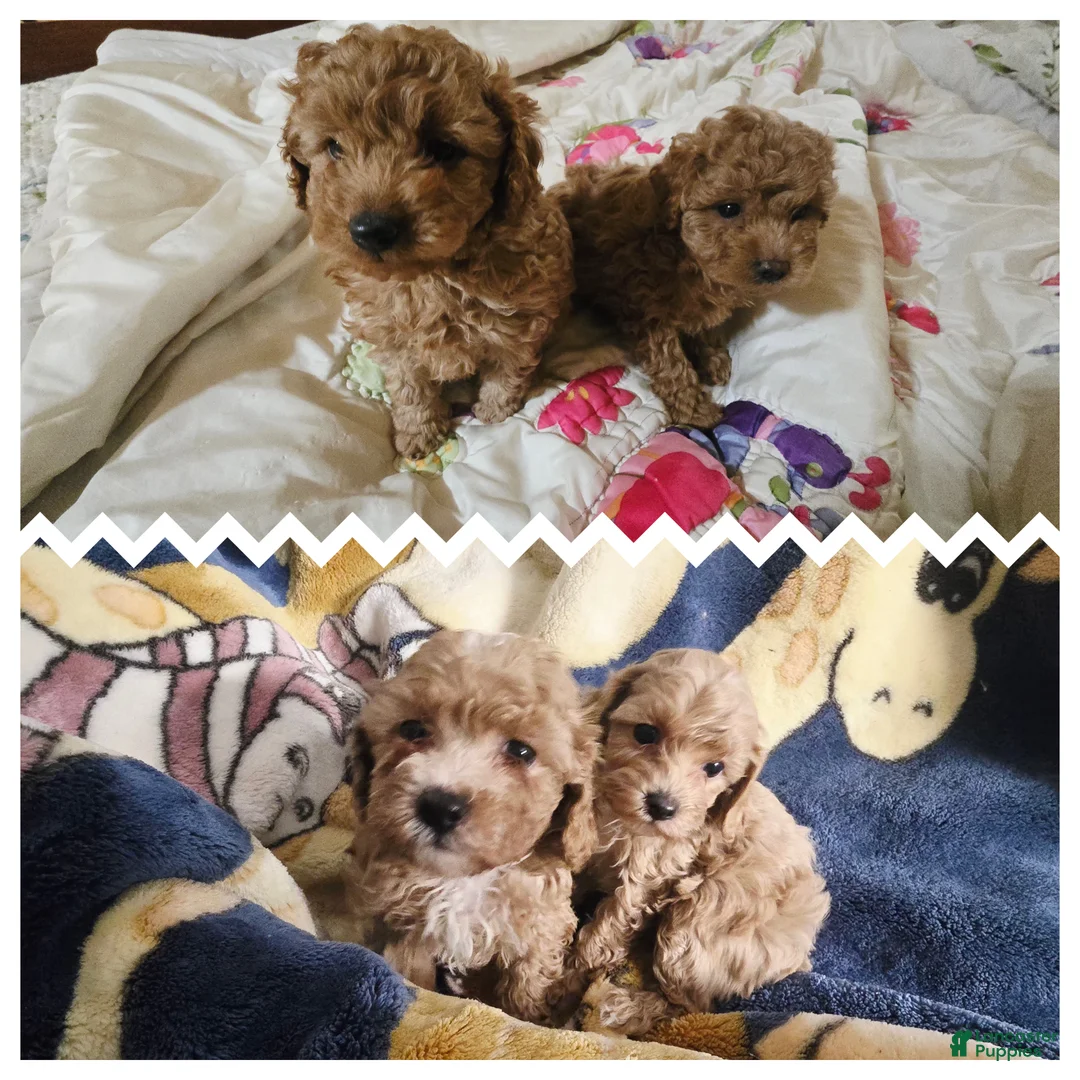 Maltipoo dogs for sale: Maltipoo Puppy 3 - Ad 1