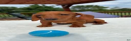 Miniature Dachshund dogs for sale: Bob - Ad 6