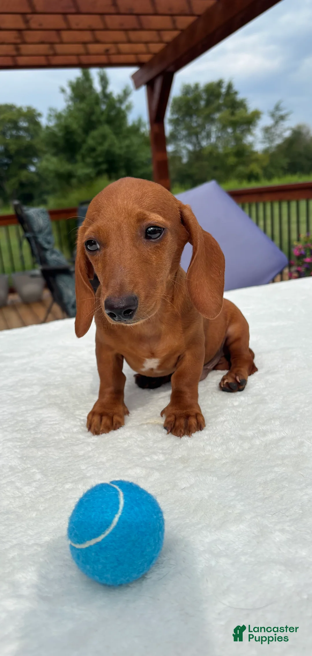 Miniature Dachshund dogs for sale: Bob - Ad 6