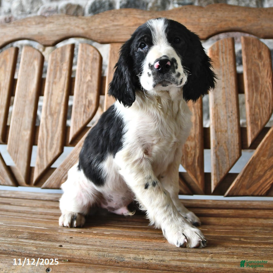 English Springer Spaniel Puppies for sale in New York | Lancaster