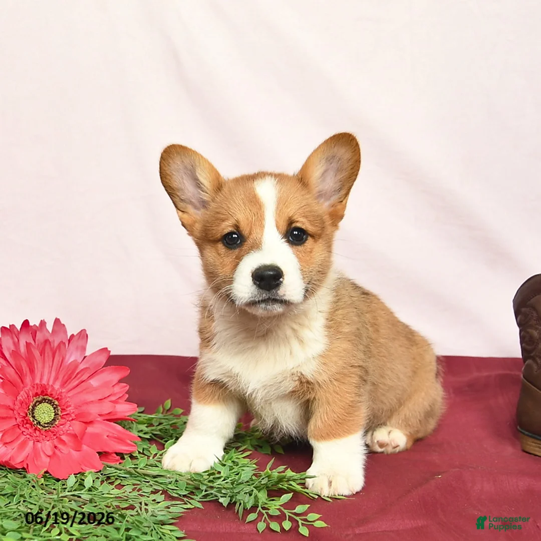 Welsh Corgi Pembroke dogs for sale: Teddy  - Ad 1