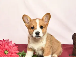 Welsh Corgi Pembroke dogs for sale: Teddy - Ad 3