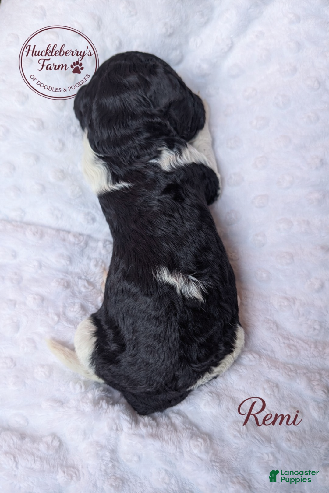 Goldendoodle dogs for sale: Remi F1B  - Ad 3