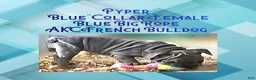 French Bulldog dogs for sale: Pyper “Blue Collar”, Female  - Ad 3