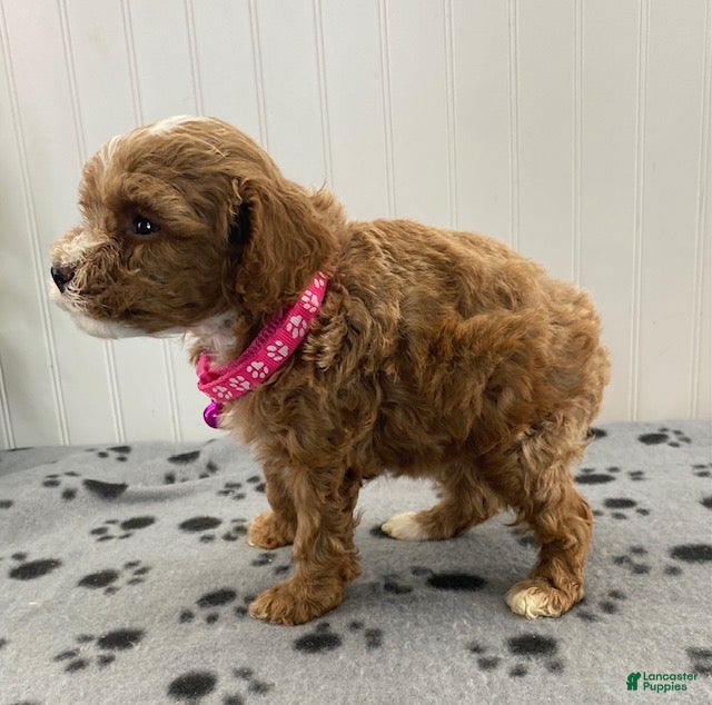 Toy Poodle dogs Rose - Ad 2