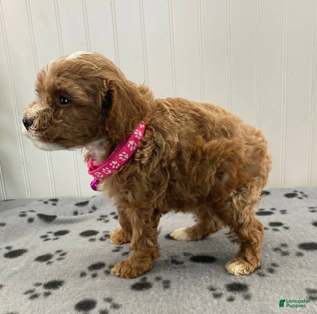 Toy Poodle dogs for sale: Rose - Ad 2