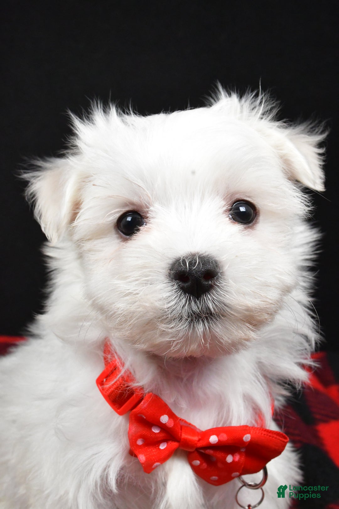Maltese dogs for sale: Miles - Ad 5