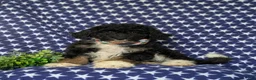 Mini Bernedoodle dogs for sale: Quincey Hypoallergenic - Ad 3