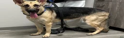 German Shepherd dogs for sale: German Shepherd 2 - Ad 2