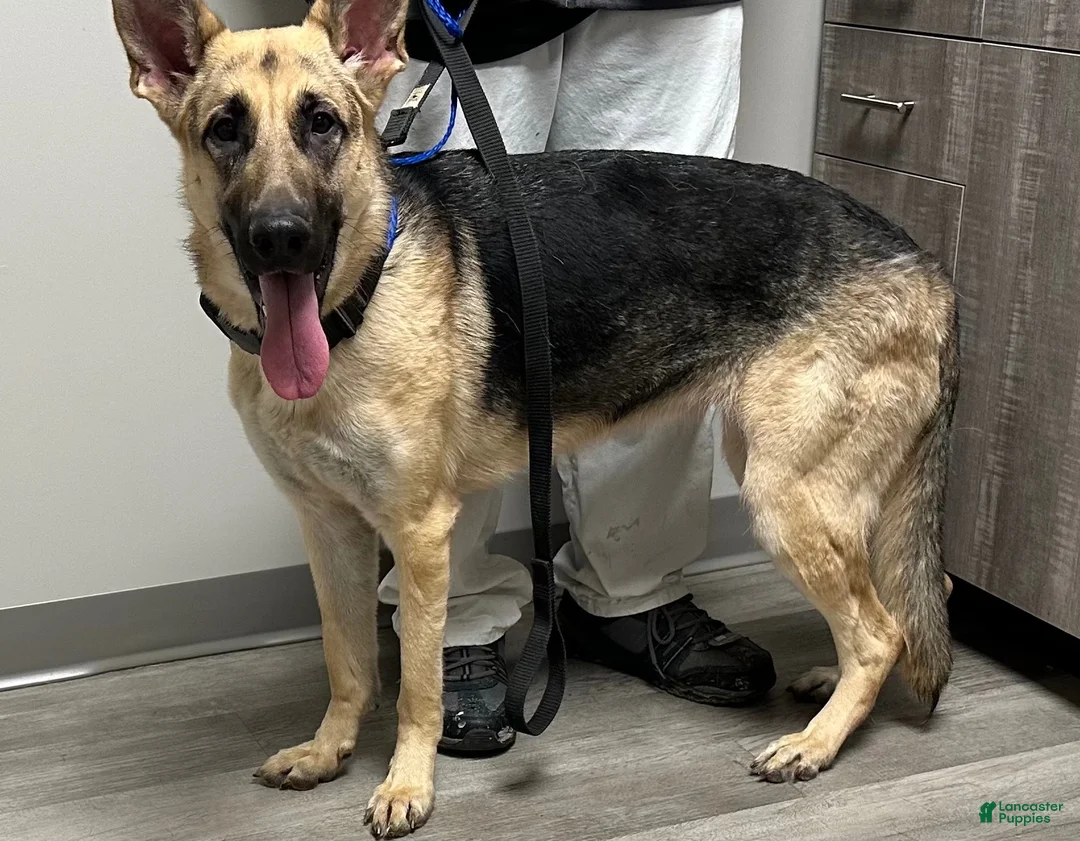 German Shepherd dogs for sale: German Shepherd 2 - Ad 2