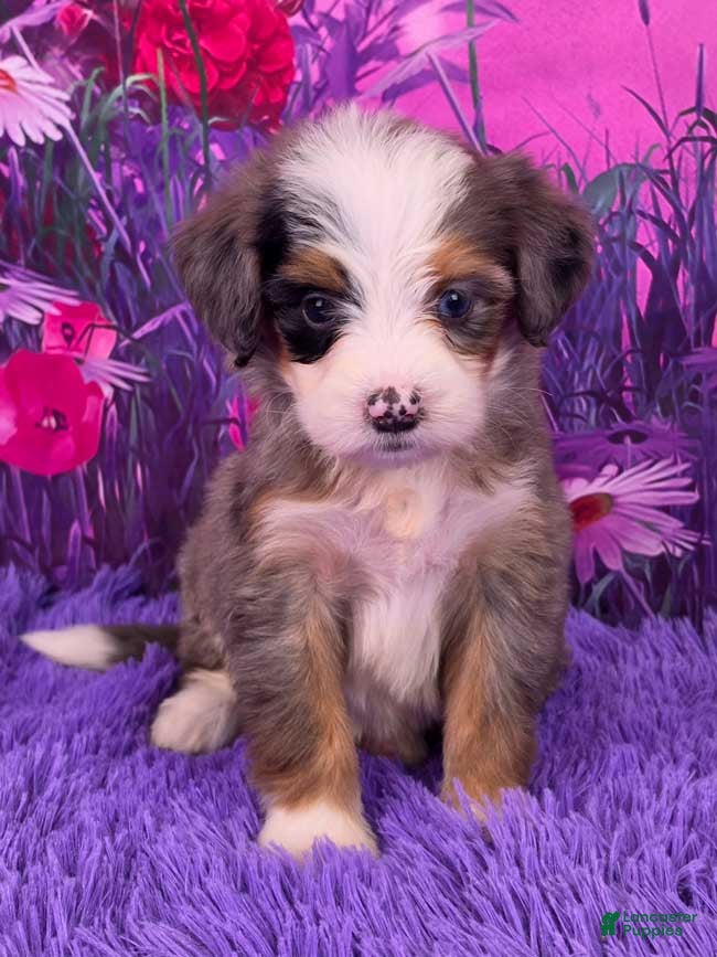 Mini Bernedoodle dogs Navi - Ad 1