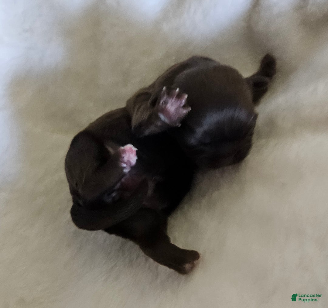 Shih Tzu dogs for sale: Shih Tzu Puppy 3 - Ad 1