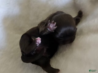 Shih Tzu dogs for sale: Shih Tzu Puppy 3 - Ad 1