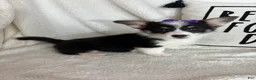 Welsh Corgi Pembroke dogs for sale: Chloe - Ad 2