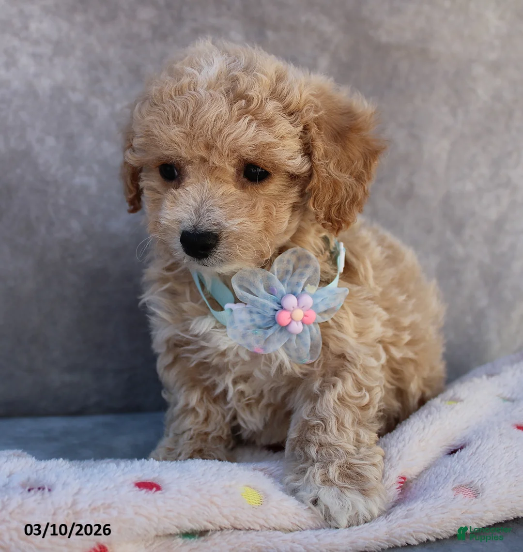 Bichpoo dogs for sale: Carmela - Ad 5