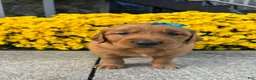Golden Retriever dogs for sale: Rowdy - Ad 4