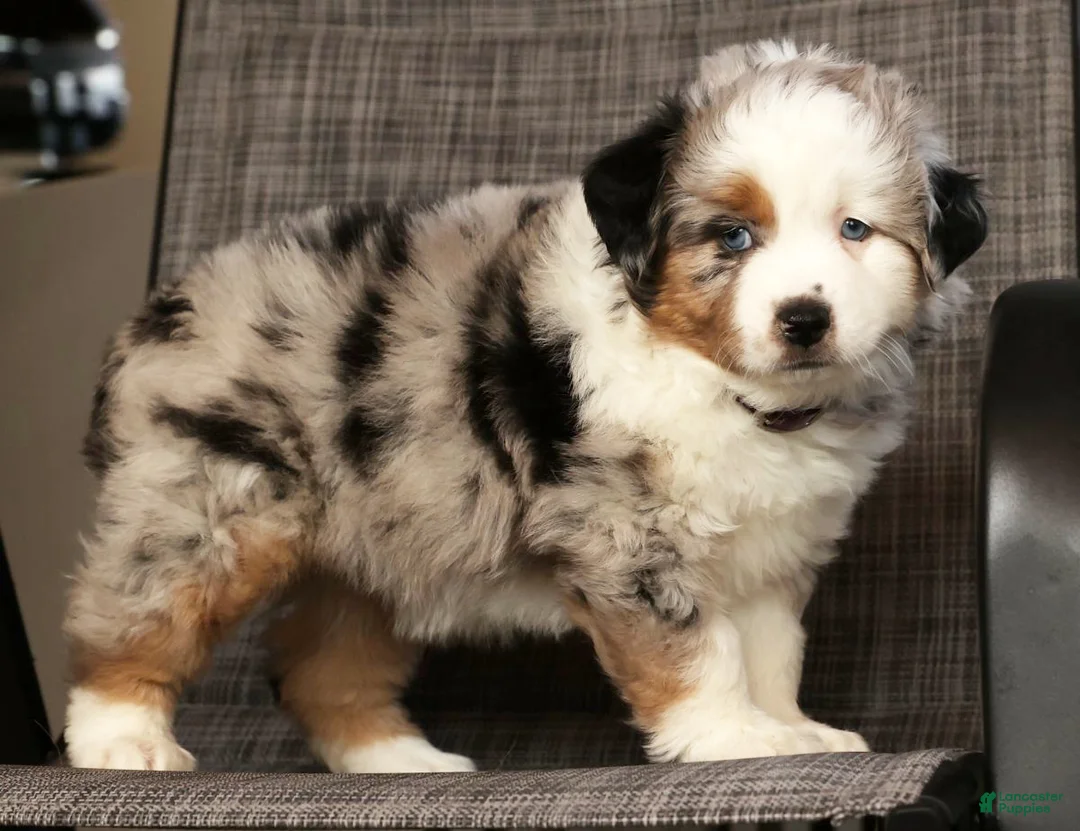 Miniature Australian Shepherd dogs for sale: Bethany - Ad 6