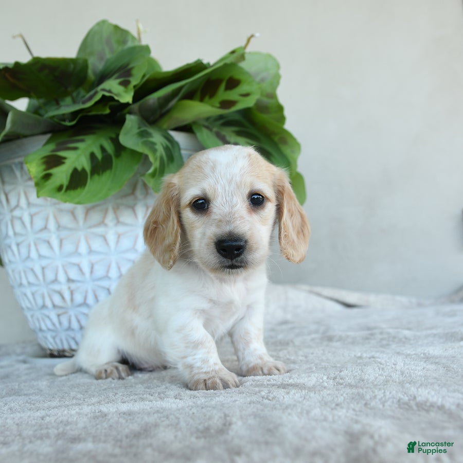 Dachshund dogs Piper - Ad 1